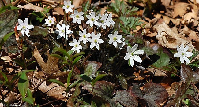 Hepatica (Anemone hepatica) | Bare-root gallery