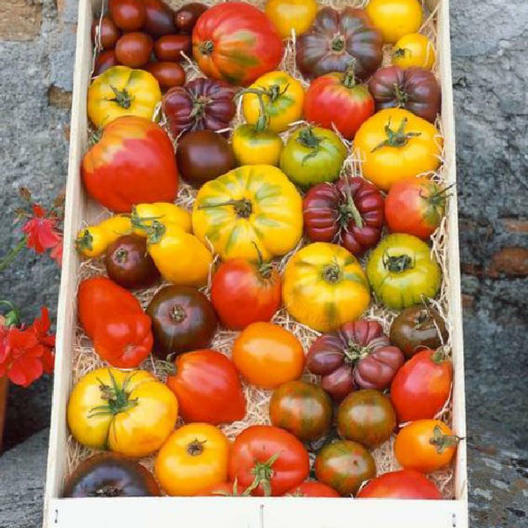 Tomato Mix HEIRLOOM Open Pollinated Bright Flavorful Colorful Non-GMO 100 Seeds! gallery