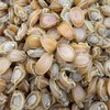 Premium Dried Abalone 80 头 野生南美小干鲍鱼 8oz - 16 oz gallery