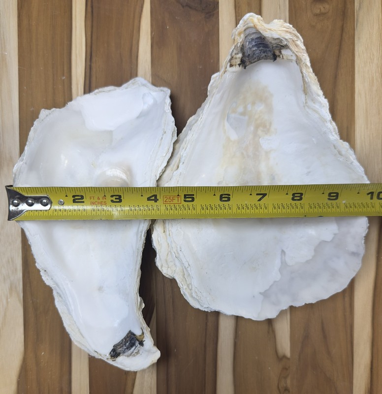 6 Oyster Shells Cup Side 7-9” Bulk Clean No Smell Art Jewelry Dish gallery