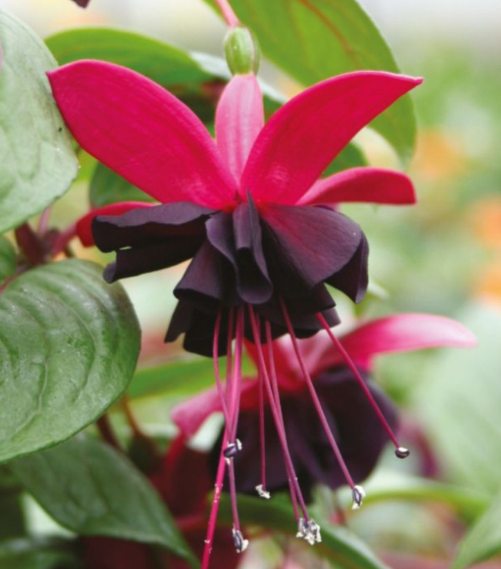 Fuchsia Blacky Plug Plant - 2-5" Tall - Trailing Fuchsia for Hanging Baskets gallery