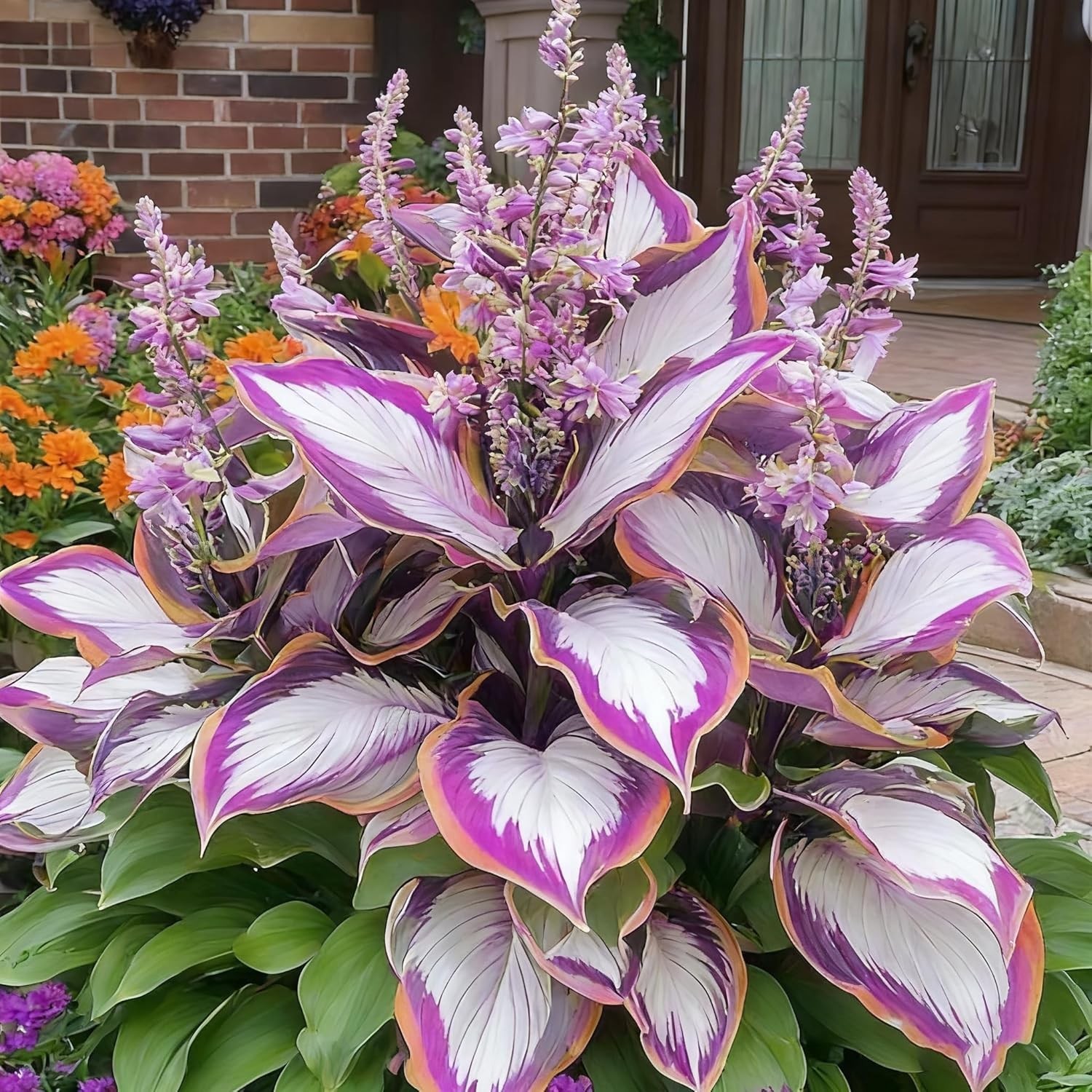Hosta Seeds for Planting, 300+ Mixed Color Perennial Seed, Mix gallery