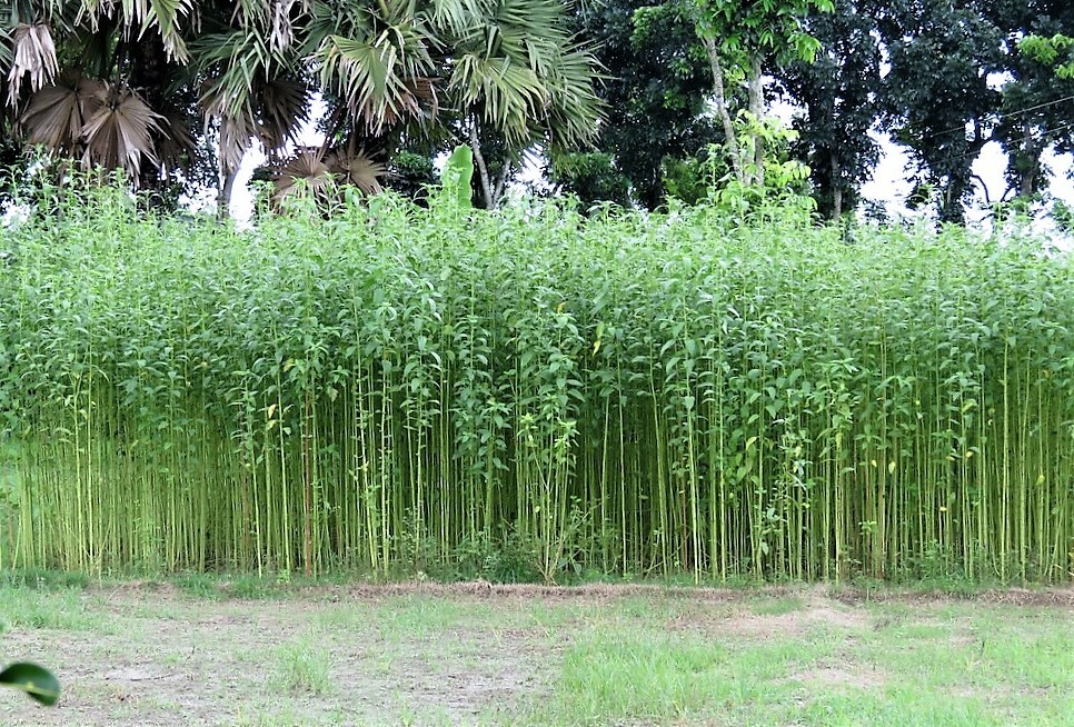 100 TOSSA JUTE Mallow Corchorus Olitorius African Sorrel Twine Vegetable Seeds gallery
