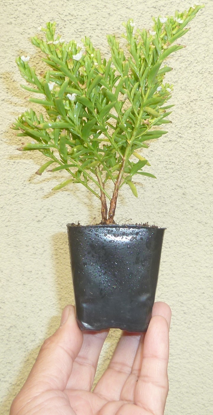 Cuphea Hyssopifolia White False Heather Pre Bonsai Dwarf Mame Accent Flowers gallery
