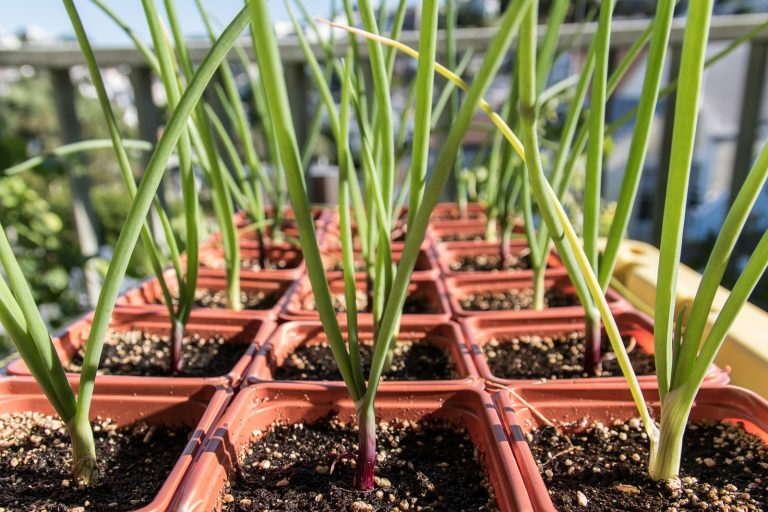 200+ Onion Seeds Ruby Red Onion Red Stem Scallion(Alllium cepa) USA gallery
