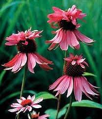 Doubledecker Purple Coneflower Echinacea Seeds ~ Echinacea Purpurea Doubledecker gallery