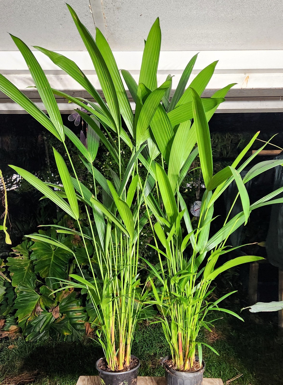 Cyrtostachys Renda Red Sealing Wax Lipstick PALM Plant 1 Gal 45" Tall NOT SEEDS gallery