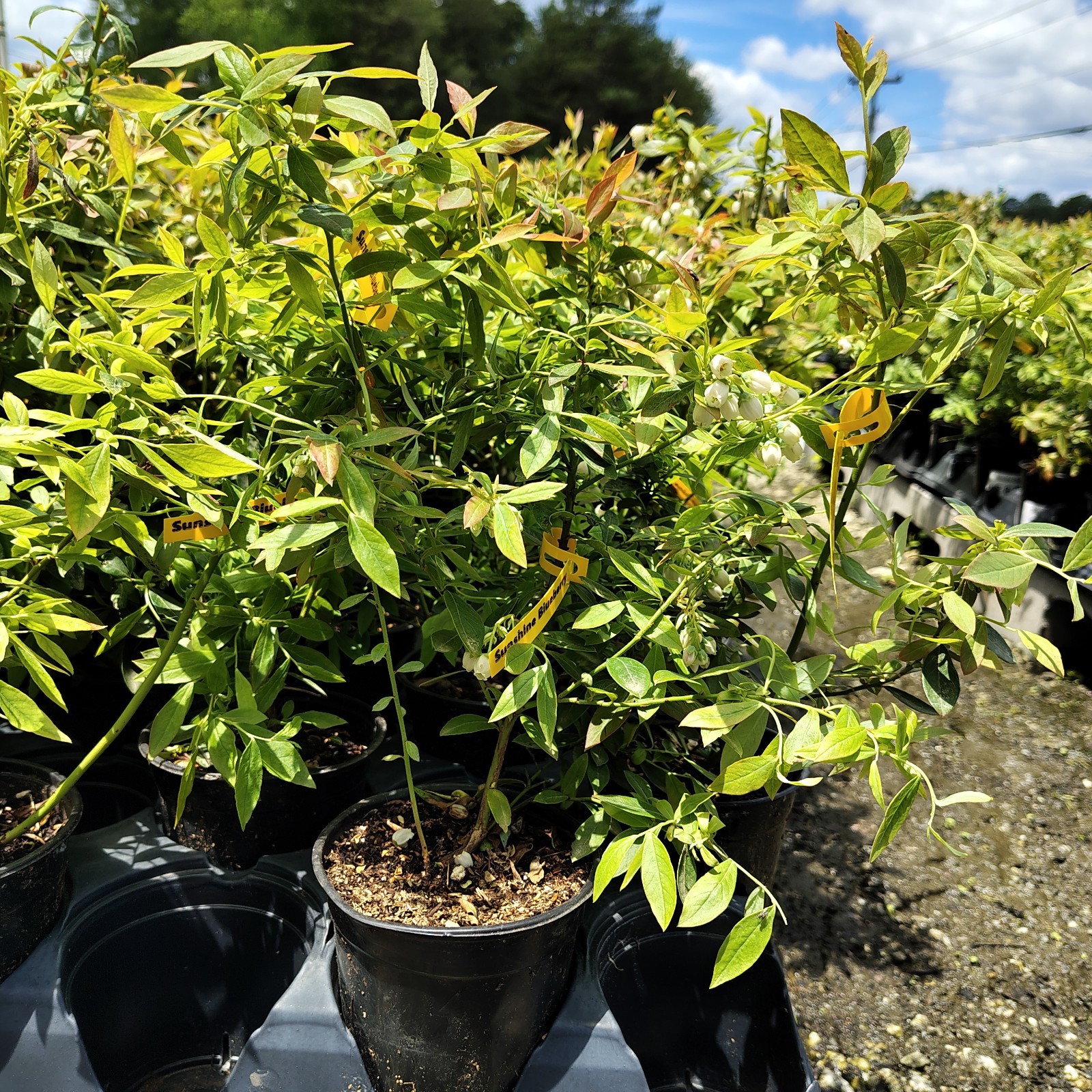 Sunshine Blue "Semi-Dwarf" Blueberry - Live Plant - ( 1 QT ) gallery