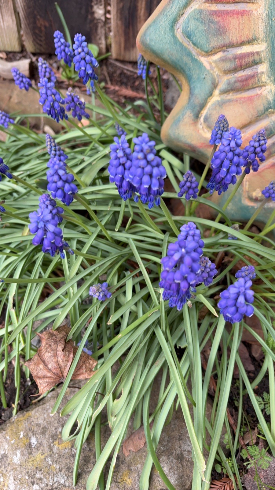 Fresh Grape Hyacinth Bulbs for Planting - muscari Armeniacum- Beautiful Sprin... gallery