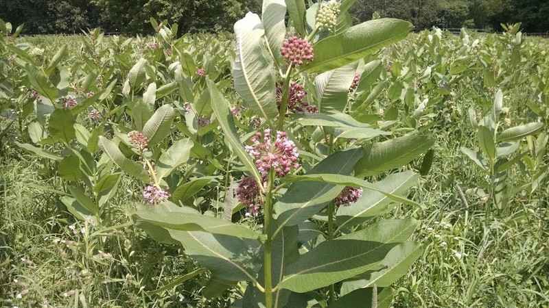 Common Milkweed Pollinator Seed Plot Strings, 9 Seed/Clay balls Per string gallery