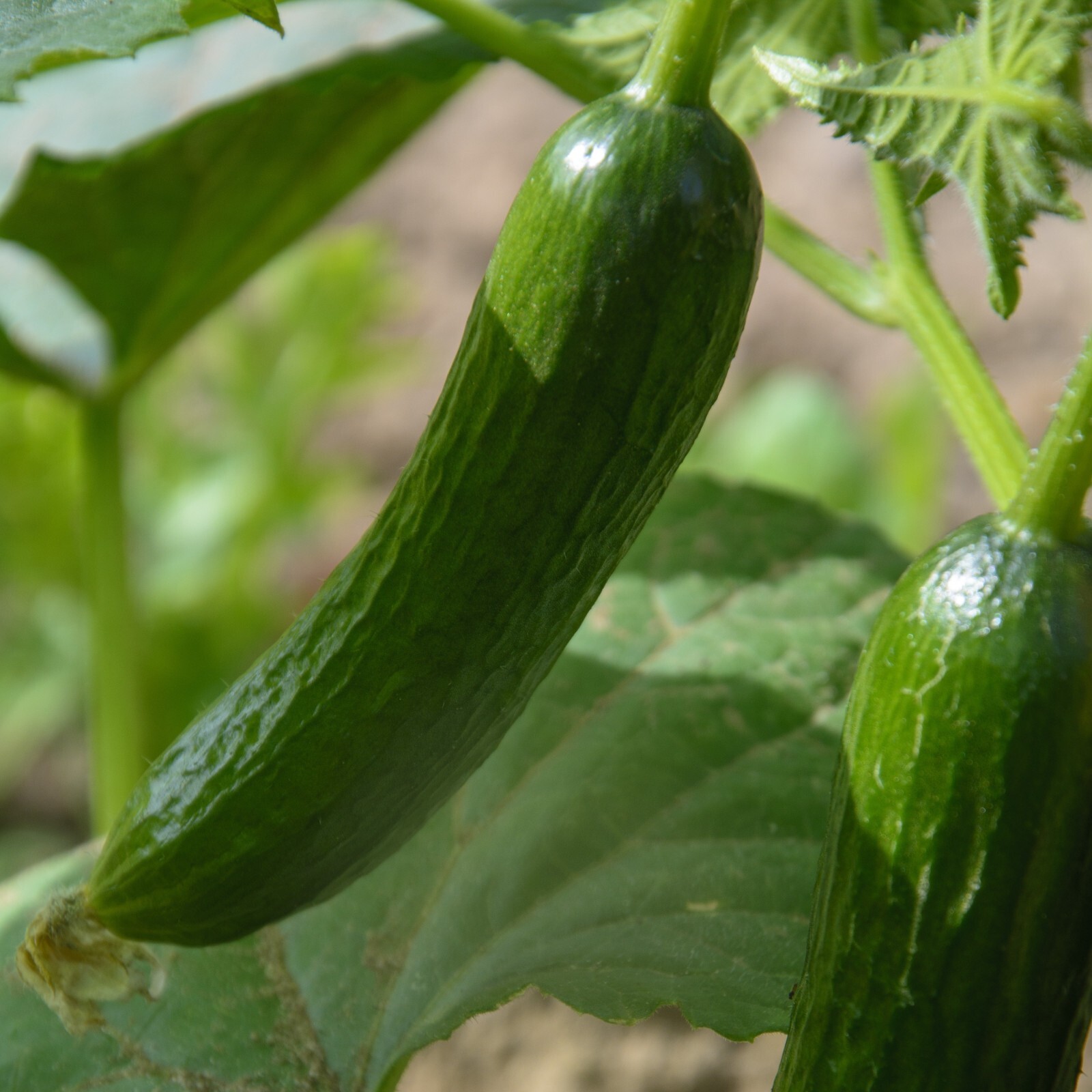 Cucumber Marketer Seeds, Fast Growing, High Yield, Non-GMO, Free Shipping gallery