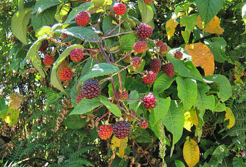 Rubus glaucus | Andean Raspberry | Mora de Castilla | 20 Seeds gallery