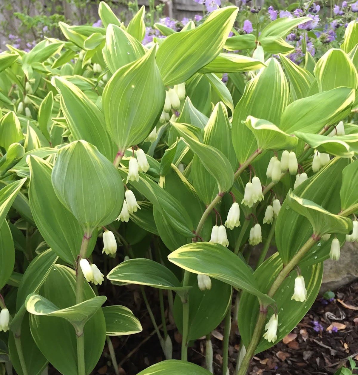 True Solomon Seal 10 Bare Live Roots (Polygonatum Biflorum) Native Wildflower gallery