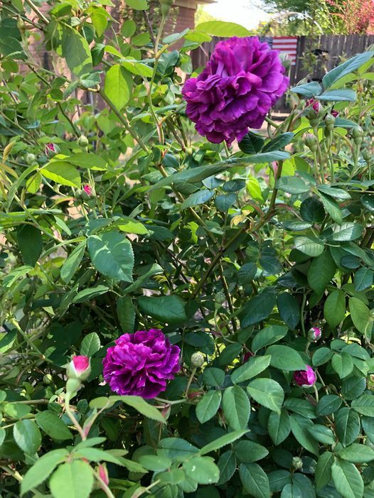 Very Fragrant Rosa Cardinal de Richelieu 3 Rose Plant Cuttings, 6-8" Long gallery