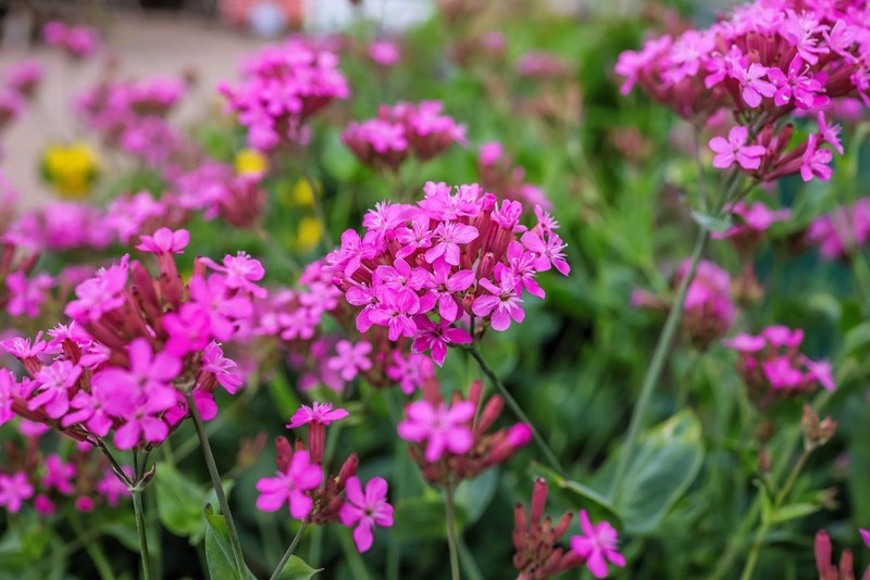 1000 TALL CATCHFLY (Campion / None So Pretty) Silene Armeria Pink Flower Seeds gallery