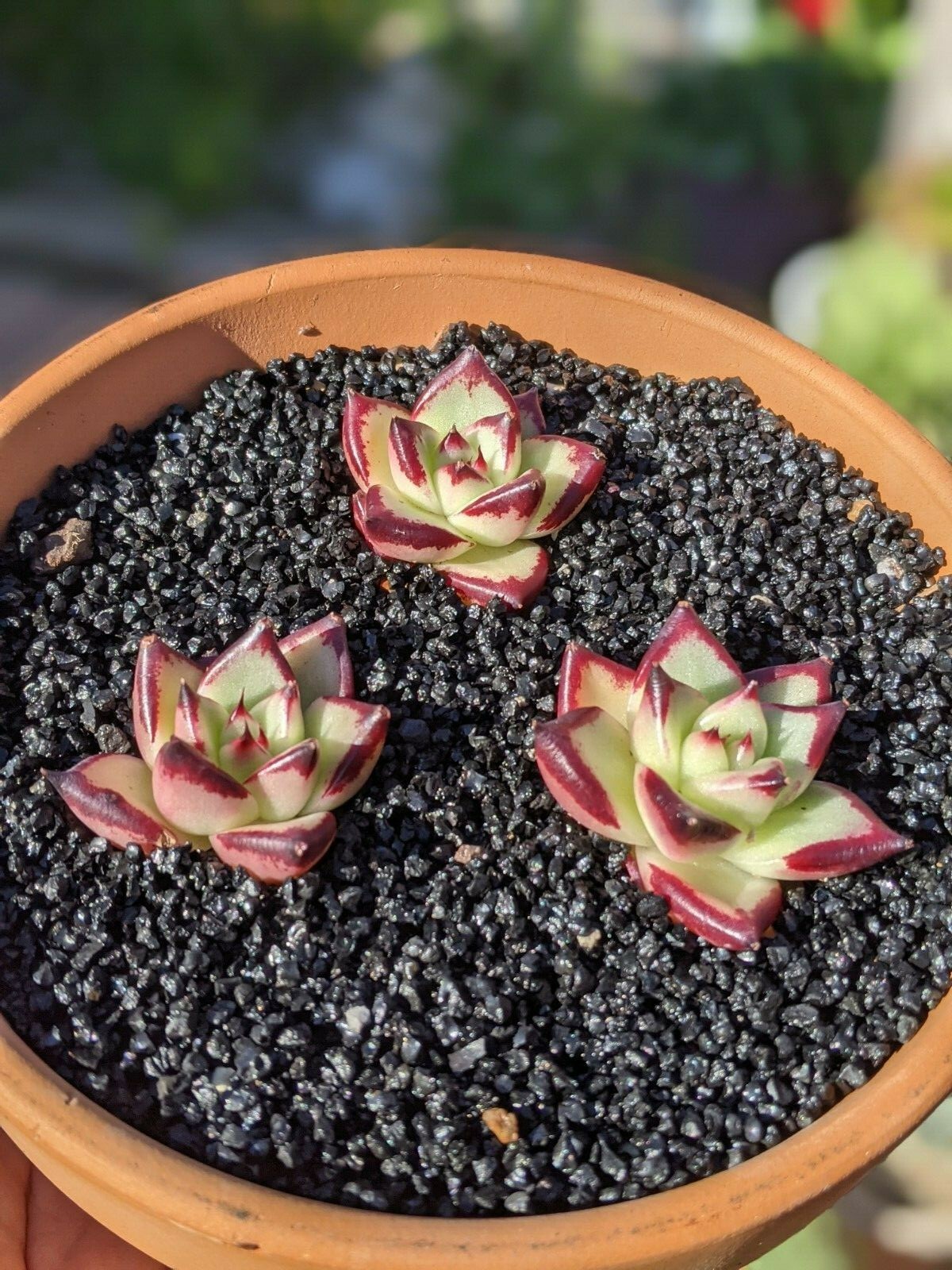 Natural shiny coarse black sand gallery