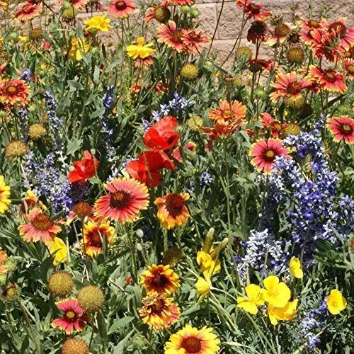 500+ Wildflower Mix Seeds - DROUGHT RESISTANT - 25 Species - Dry Area - Non-GMO gallery