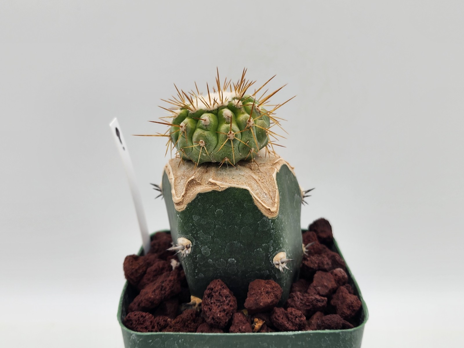 Copiapoa - Unknown Sp. - Grafted gallery