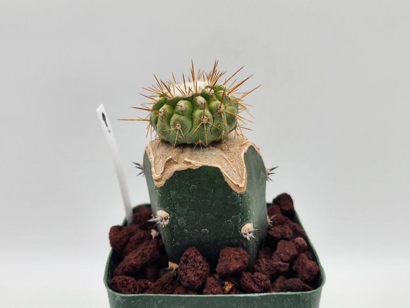 Copiapoa - Unknown Sp. - Grafted gallery
