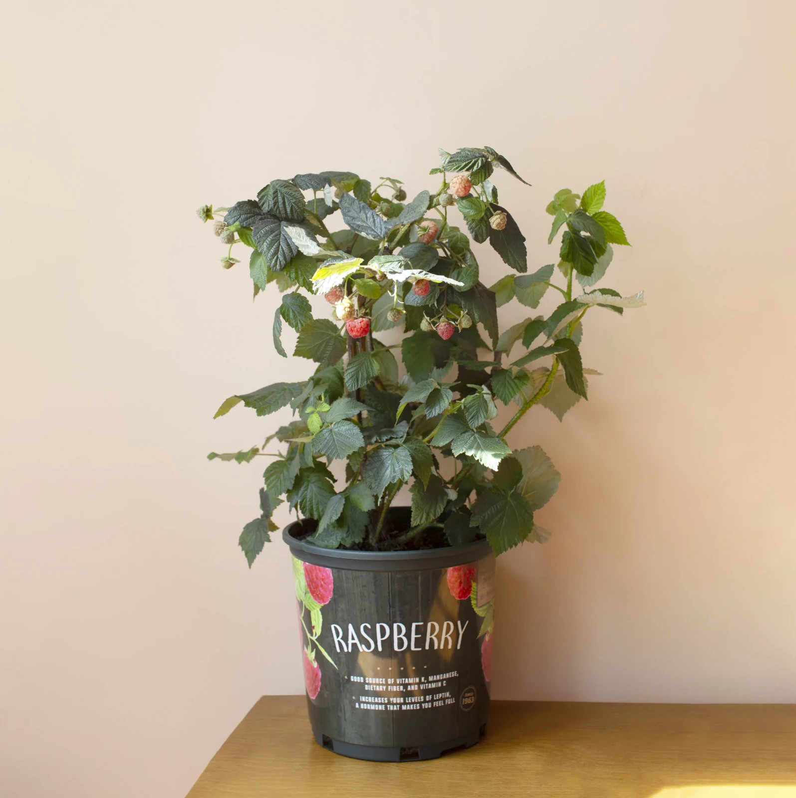 Raspberry Bush Plant - 1 Gallon gallery