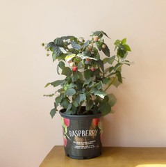 Raspberry Bush Plant – 1 Gallon