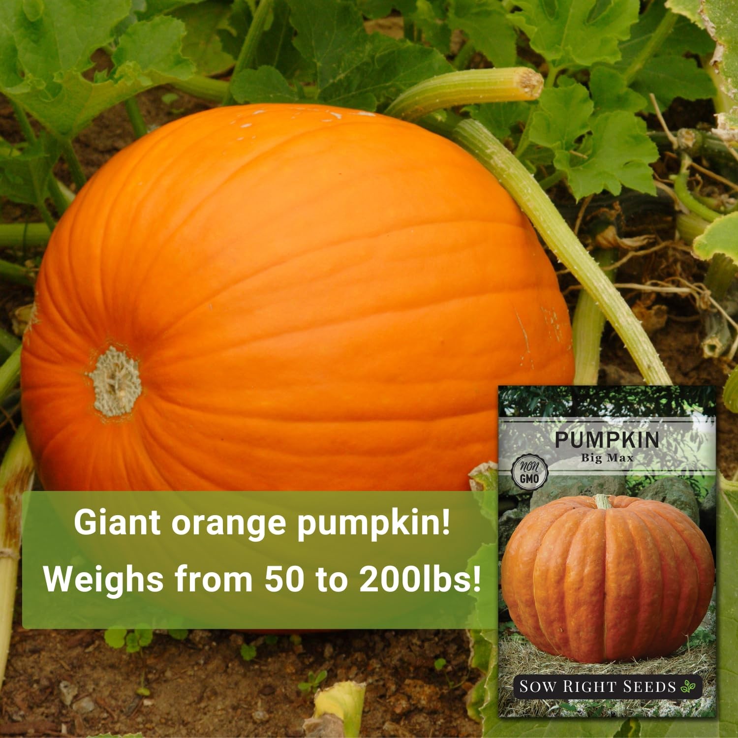 Sow Right Seeds - Big Max Pumpkin for Planting - Non-GMO Orange gallery