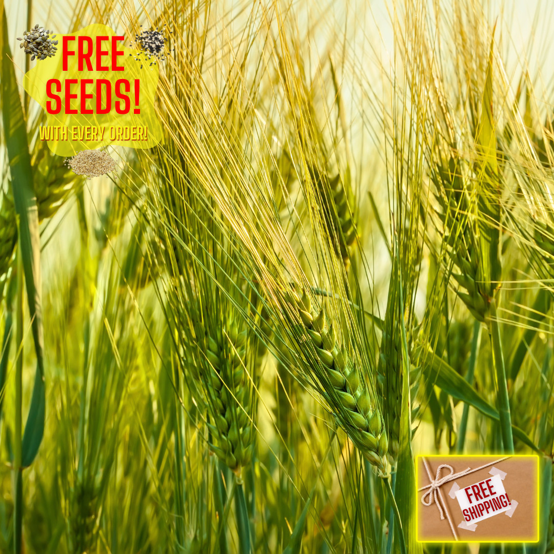 Fresh Wheat Seeds | Hard Red Winter | Organic | Heirloom Non-GMO | Grain Seeds gallery