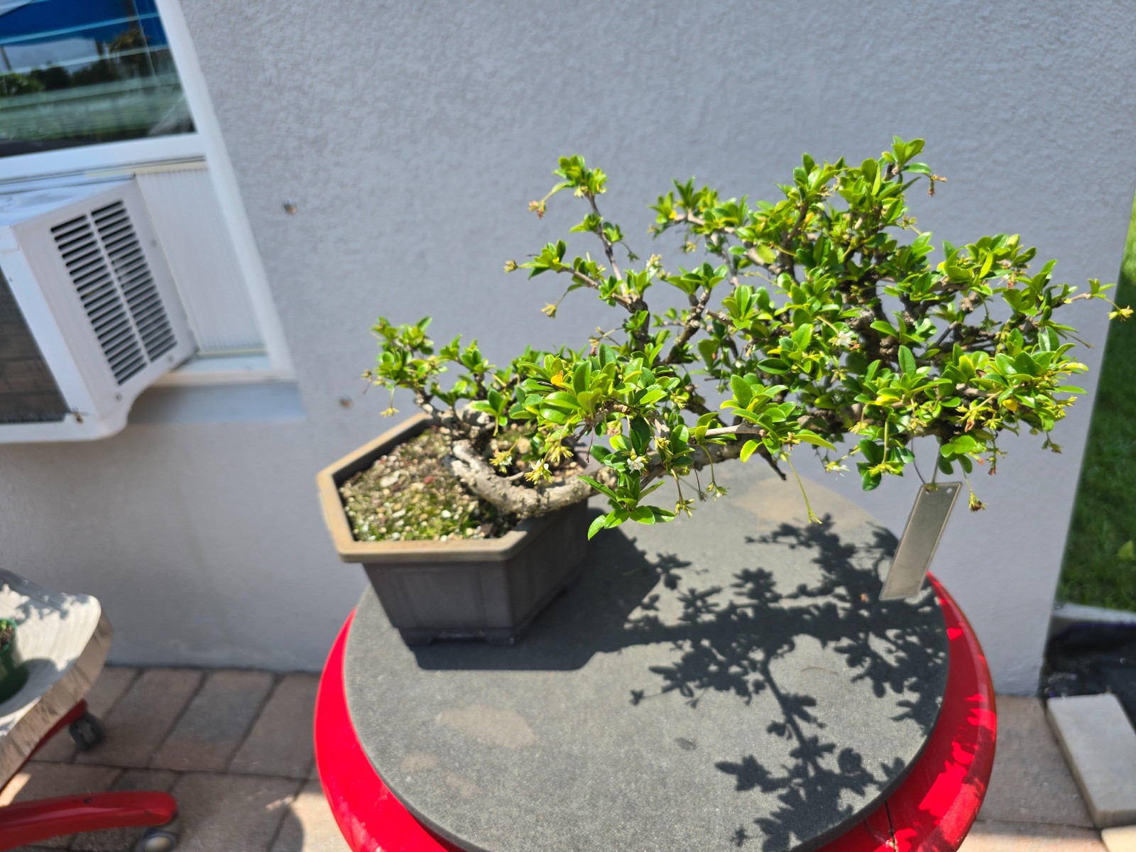 Fukien Tea bonsai cascading gallery