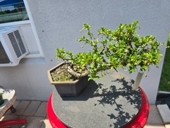 Fukien Tea bonsai cascading