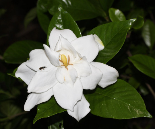 Gardenia jasminoides Seeds - Cape Jasmine - Common Gardenia gallery