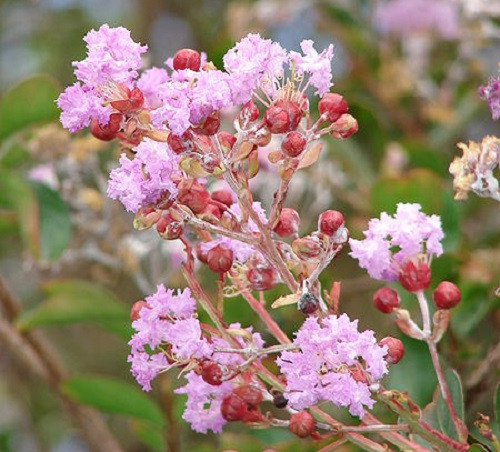 35 LIGHT PINK CREPE MYRTLE Crape Tree Shrub Lagerstroemia Indica Flower Seeds gallery