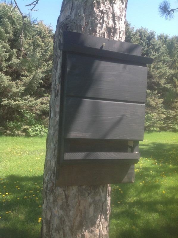 ^v^ NEW LARGE CHAMBER KEVLAR LINED SOLID BLACK BAT HOUSE BOX WITH PREDATOR GUARD gallery
