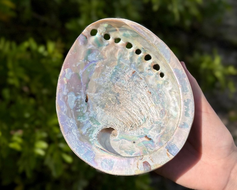 Polished Light Abalone Shells - Natural LARGE Iridescent Shells - Choose Size gallery