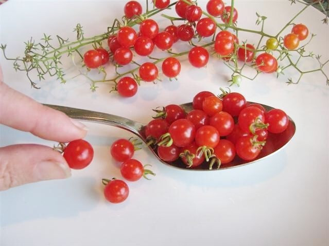 World's Smallest Tomato 25 - 2000 Seeds - Dwarf Red Currant Productive heirloom gallery