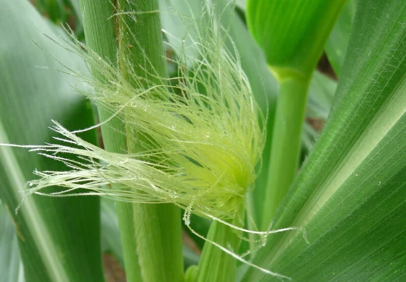 Corn Silk - 1lb - Barba de Elote Herb Tea - Corn Silk - Maize - Yu Mi Xu gallery