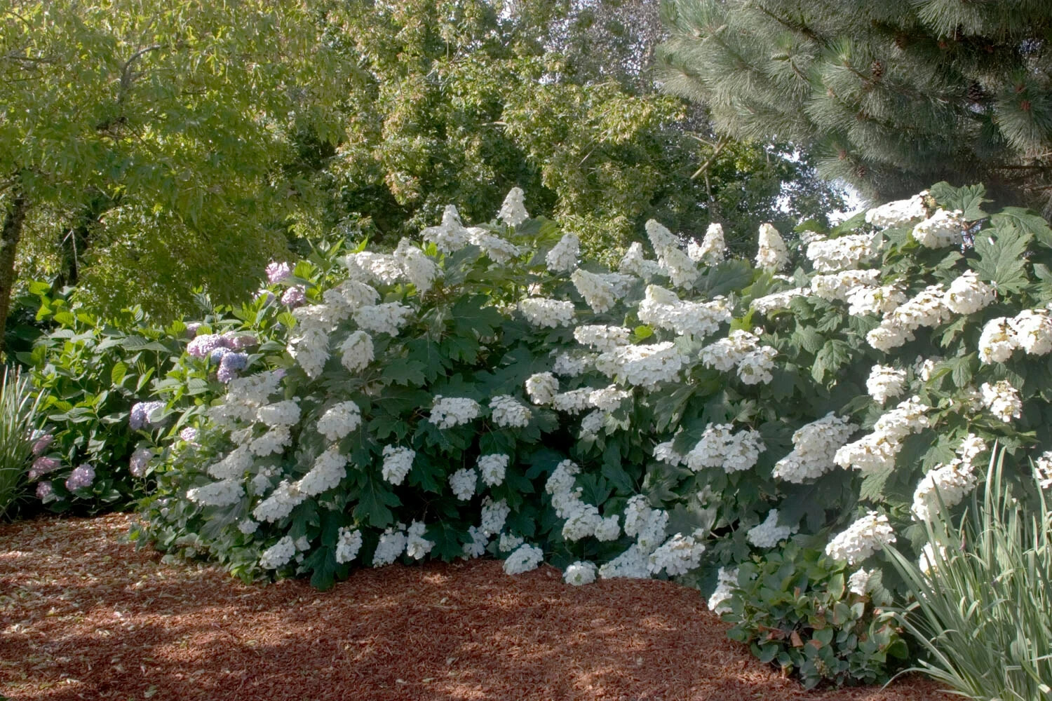 OAKLEAF HYDRANGEA 4" POT gallery