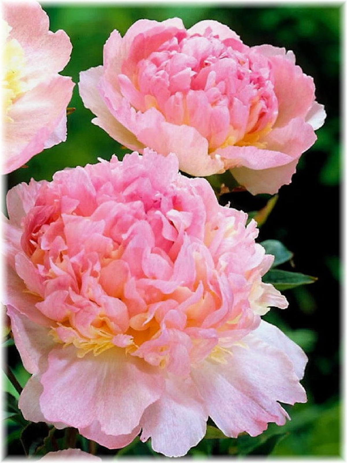 Raspberry Sundae Bareroot Peony, 2-3 Eye, Great for Fall Planting! gallery