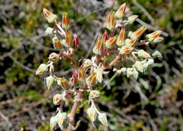 Dudleya lanceolata | Lanceleaf Liveforever | 20 Seeds