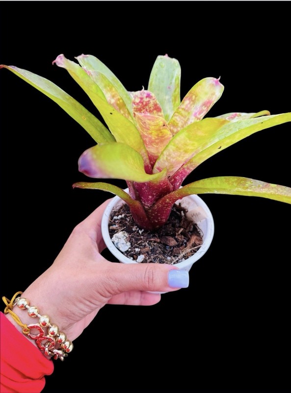 Neoregelia ‘Easter Egg’ – Rare Colorful Bromeliad Collector Plant gallery