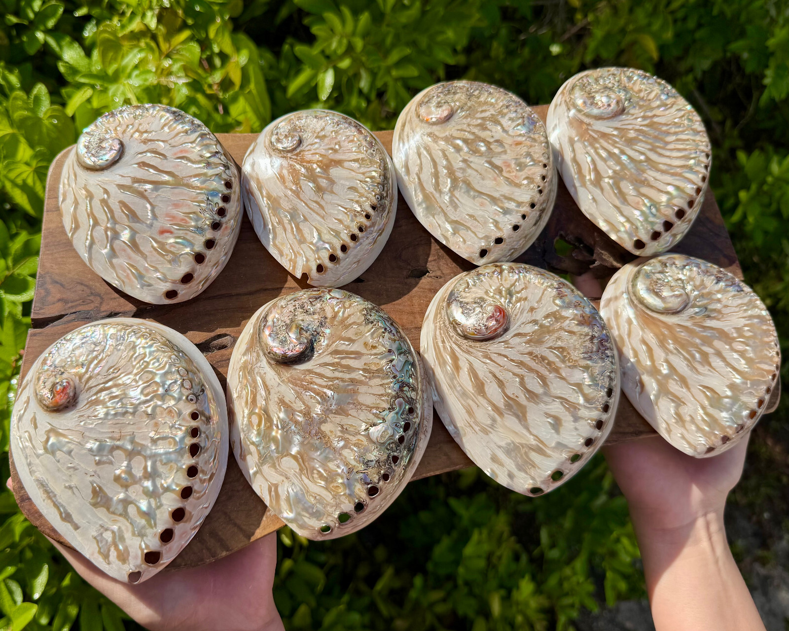Polished Light Abalone Shells - Natural LARGE Iridescent Shells - Choose Size gallery