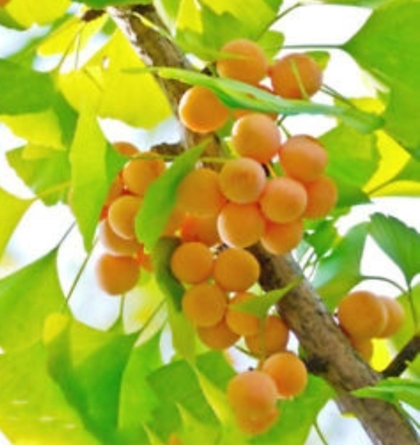 GINKGO BILOBA- 10 SEEDS gallery