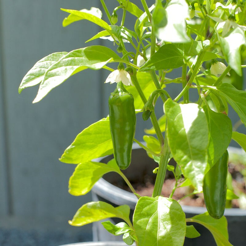 Early Jalapeno Pepper Seeds | Heirloom / Non-GMO | Free Shipping | 1002 gallery