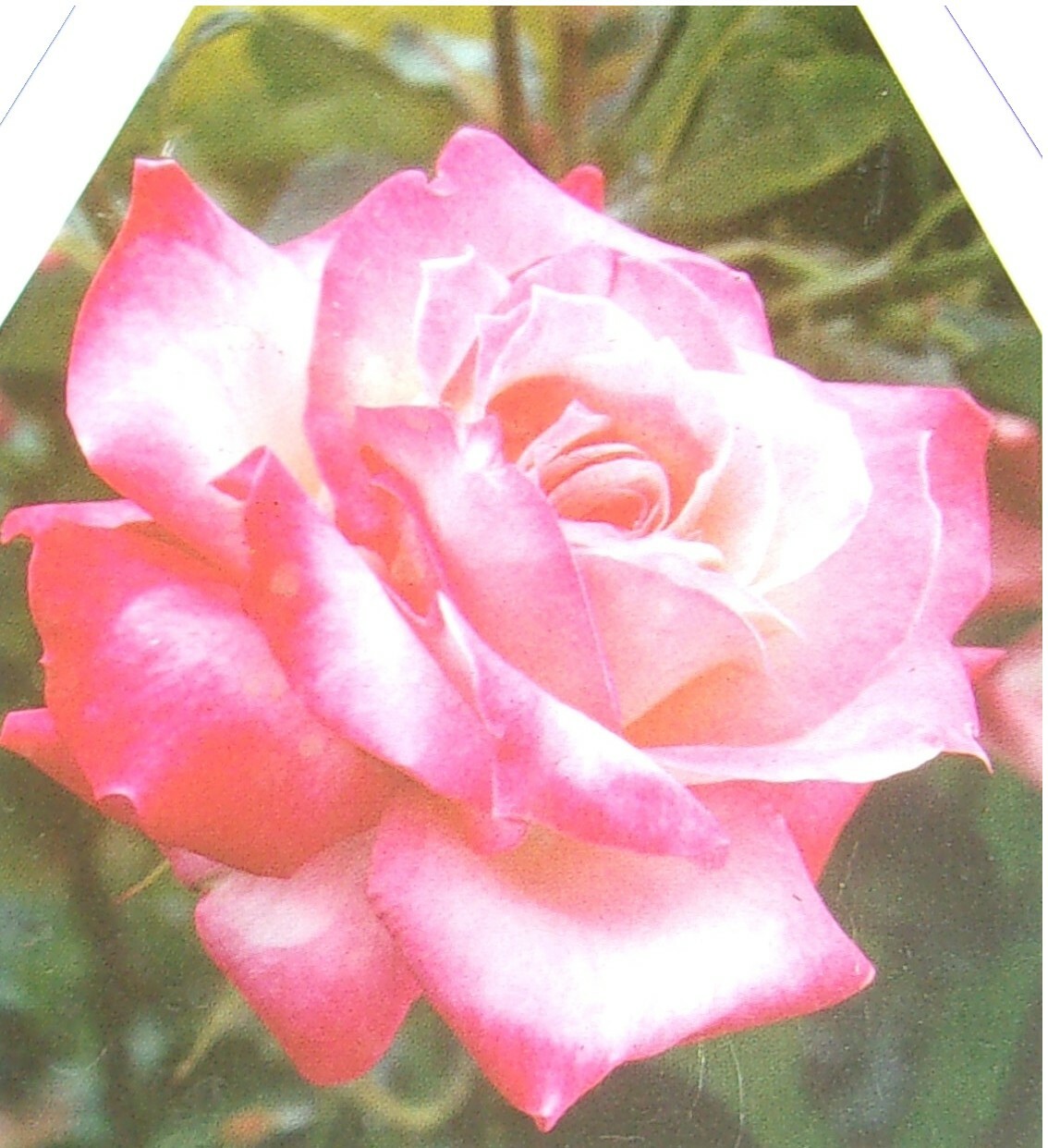 KORDES PERFECTA Everblooming Hybrid Tea Rose 5 Gal Live Bush Plants Plant Roses gallery