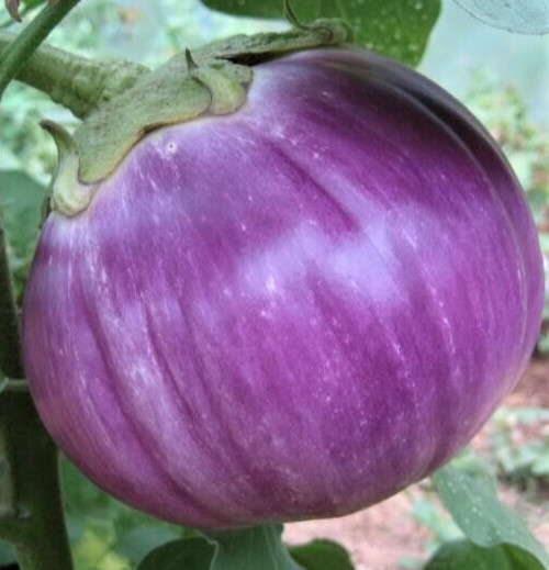 35 Fresh Authentic Rosa Bianca Premium Eggplant Seeds-A 51 gallery