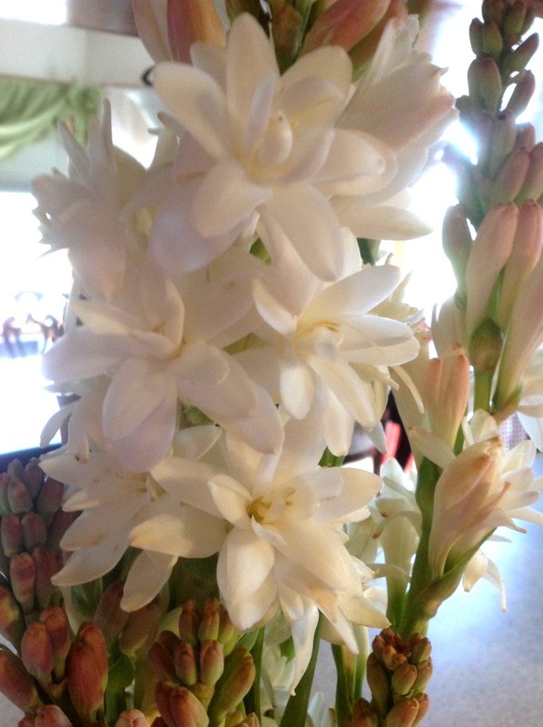 Tuberose double pearl 2 large clumps - FRAGRANT - Polianthus gallery