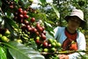 Bali Kintamani Coffee Bean Tree Seeds (25) / Organic / Rare / DELICIOUS gallery