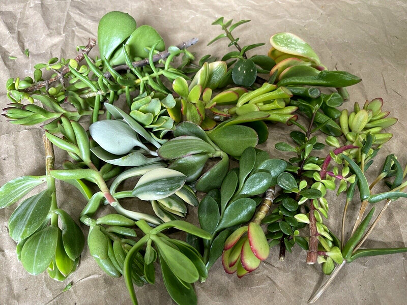 35 Random Succulent Starter Floret Clippings Free gift w/order gallery