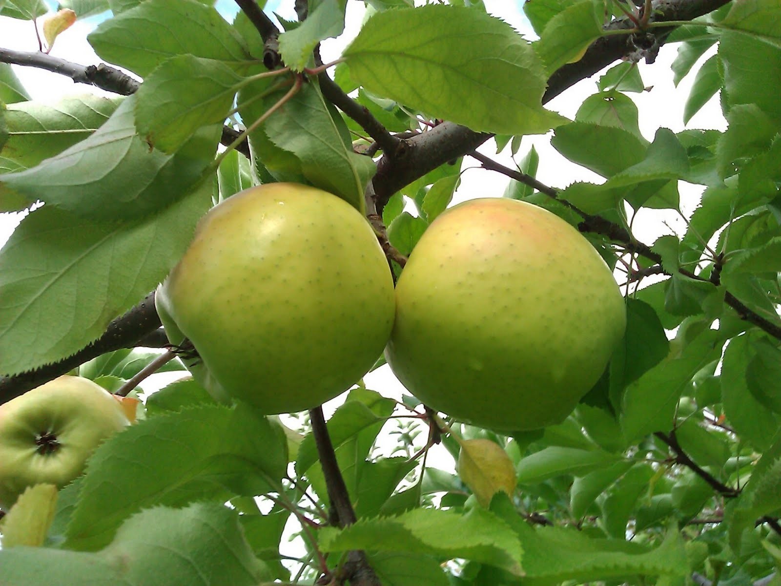 Mutsu (Crispin) Apple Grafted Fruit Tree Bare-root gallery