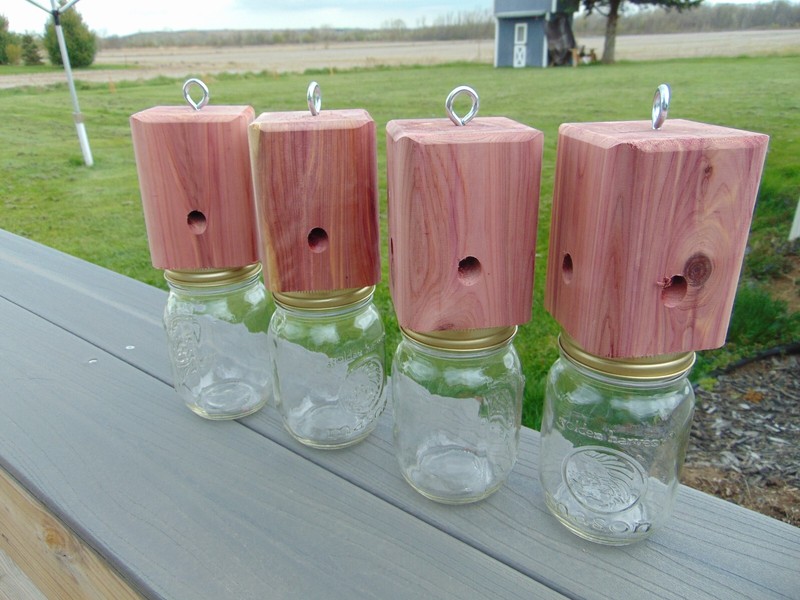 4 Carpenter-bore bee Red Cedar temporary holding jars FREE SHIPPING gallery