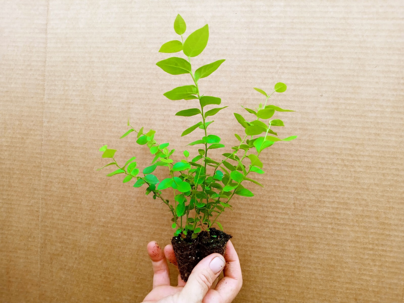 Blueberry Starter Plant ~Top Hat... Price includes 2 plants free shipping gallery